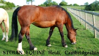 STOLEN EQUINE Heidi, Cambridgeshire, UK RECOVERED Near peterborough, , PE1
